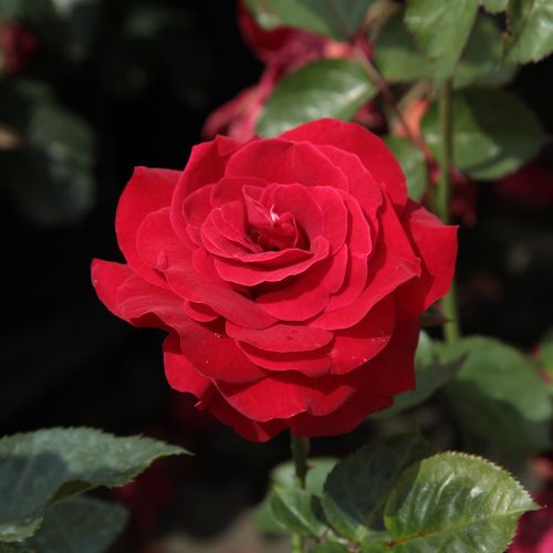 Vendita, rose Rosa Nina Weibull® - rosa dal profumo discreto - Rose per aiuole (Polyanthe – Floribunde) - Rosa ad alberello - rosso - Poulsen, Niels Dines0 - 0